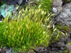Funaria hygrometrica