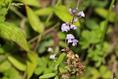 Glycine microphylla