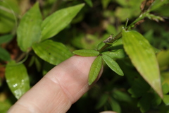Glycine microphylla