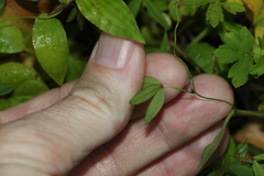 Glycine microphylla