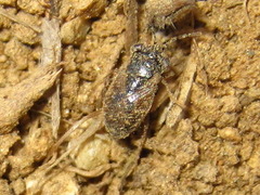 Geocoris pallidipennis