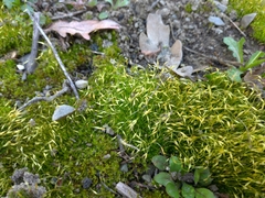 Funaria hygrometrica