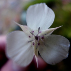 Calochortus umbellatus