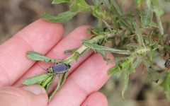 Trirhabda luteocincta