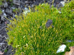 Funaria hygrometrica