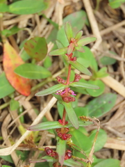 Ammannia auriculata