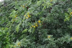 Vachellia karroo