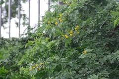 Vachellia karroo