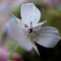 Calochortus umbellatus