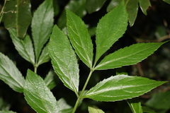 Sambucus australasica
