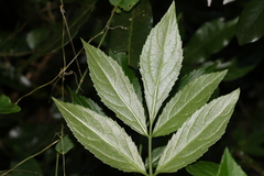 Sambucus australasica