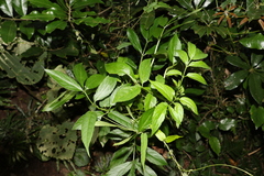 Sambucus australasica