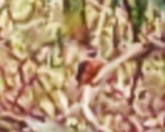 Corythornis cristatus