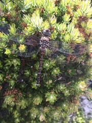 Austroaeschna hardyi