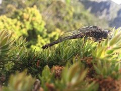 Austroaeschna hardyi