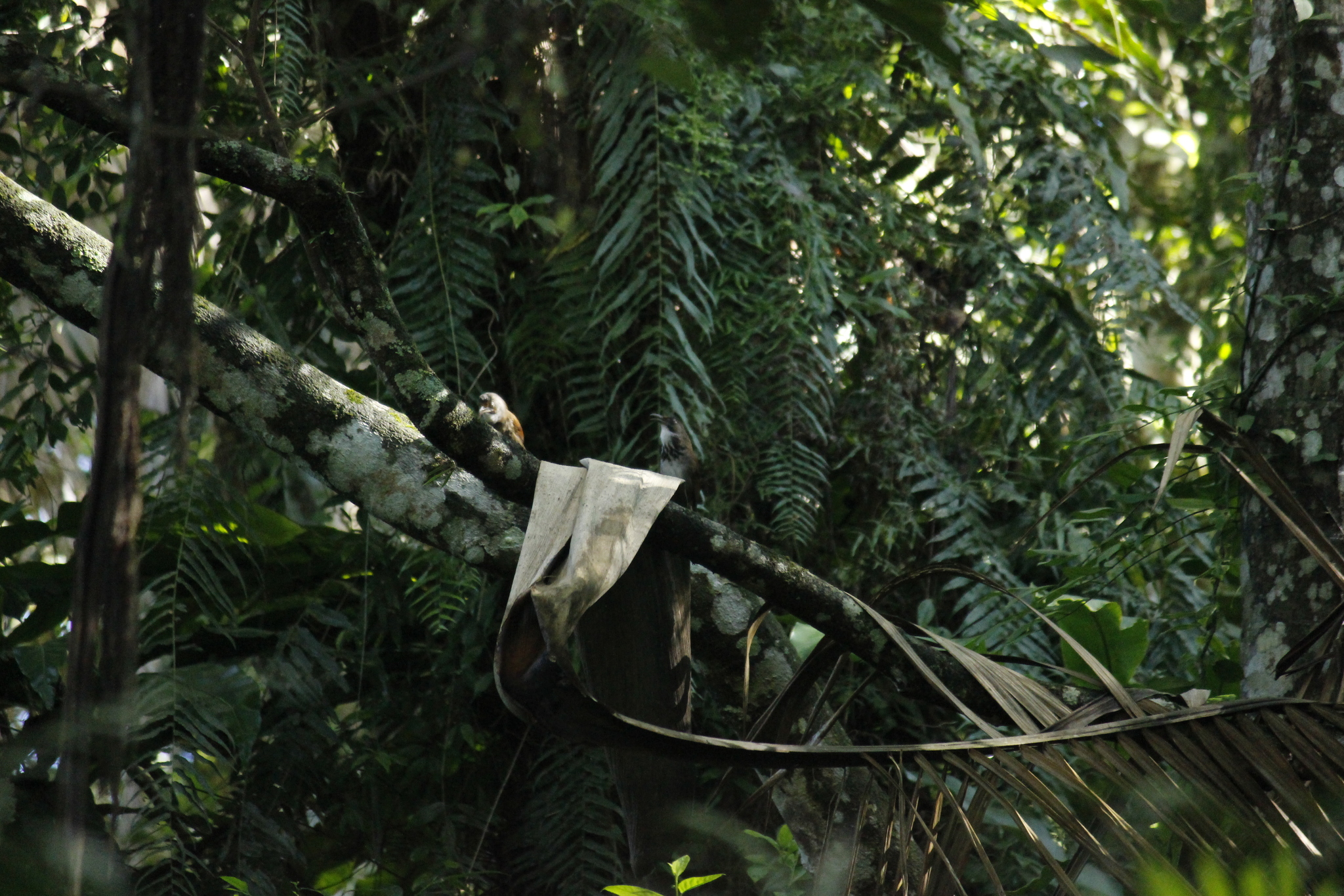 Black-necklaced Scimitar Babbler
