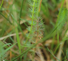 Carum verticillatum