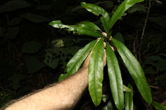 Elaeocarpus kirtonii