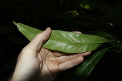 Elaeocarpus kirtonii