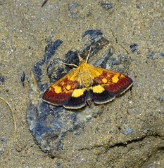 Pyrausta falcatalis