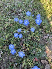 Nemophila menziesii