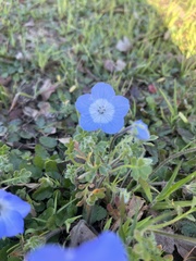 Nemophila menziesii