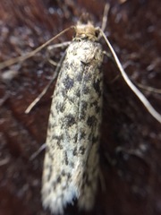 Lindera tessellatella