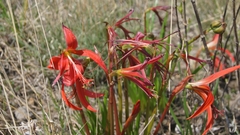 Sprekelia formosissima