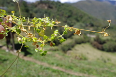 Stellaria serpyllifolia
