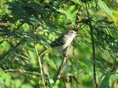 Serpophaga griseicapilla