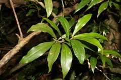 Tasmannia insipida