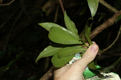Tasmannia insipida