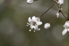 Gypsophila paniculata