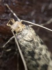 Lindera tessellatella