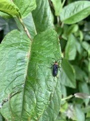 Tanyphatnidea sinensis