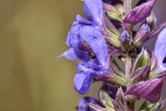 Salvia nemorosa