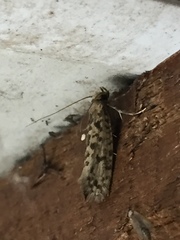 Lindera tessellatella