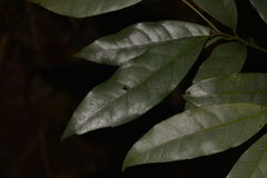 Beilschmiedia elliptica