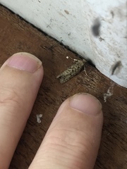 Lindera tessellatella