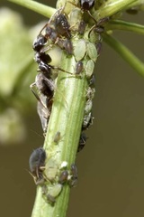 Aphididae