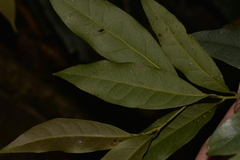 Beilschmiedia elliptica