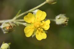Potentilla