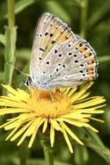 Lycaena alciphron