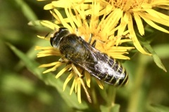 Bembix tarsata