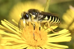 Bembix tarsata