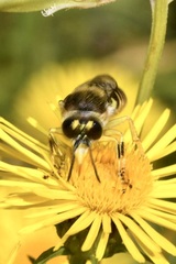 Bembix tarsata