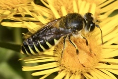 Bembix tarsata