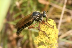 Dasypogon diadema