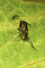 Brachygaster minuta