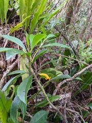 Scaevola glabra